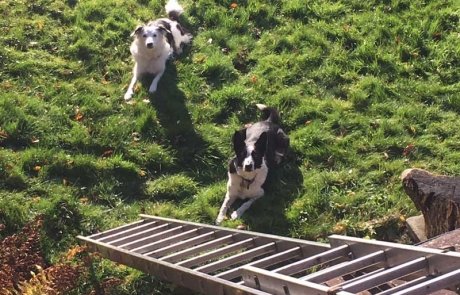 Malvern-roofing-dogs